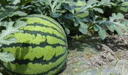 大西瓜视频,短视频时代的创新与魅力